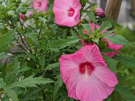 芙蓉種植|芙蓉の育て方｜種まきや剪定、挿し木の時期と方法 